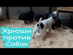 Самые смешные моменты животных|смешные и милые животные|приколы 2016|хрюши против собаки dog vs pig Самые смешные моменты животных|смешные и милые животные|приколы 2016|хрюши против собаки dog vs pig